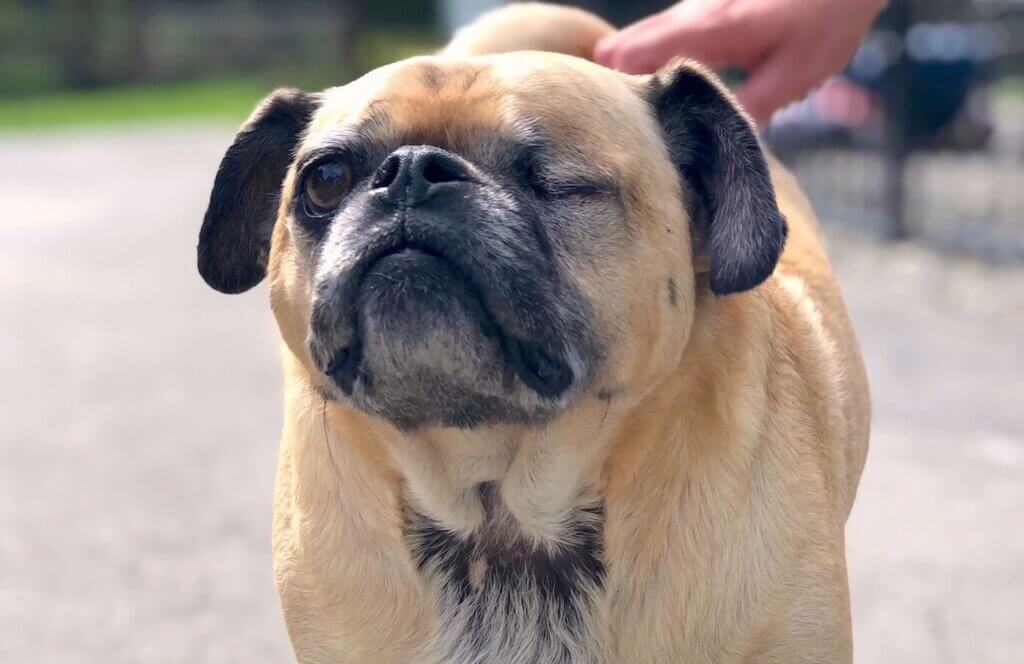 Pug with one eye