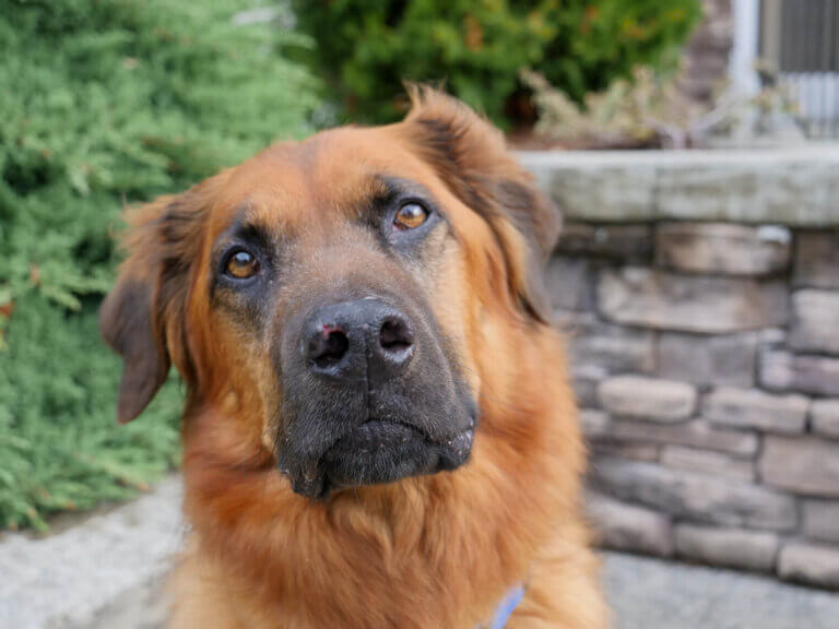Pet Eye Care - Puget Sound Veterinary Specialty & Emergency